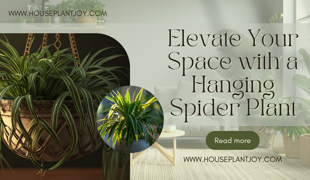 Elevate Your Space with a Hanging Spider Plant