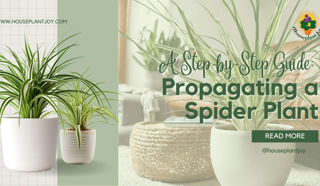 Propagating a Spider Plant: A Step-by-Step Guide