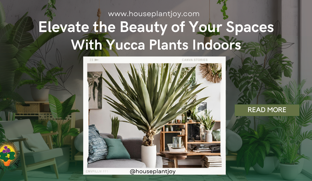 Elevate the Beauty of Your Spaces With Yucca Plants Indoors