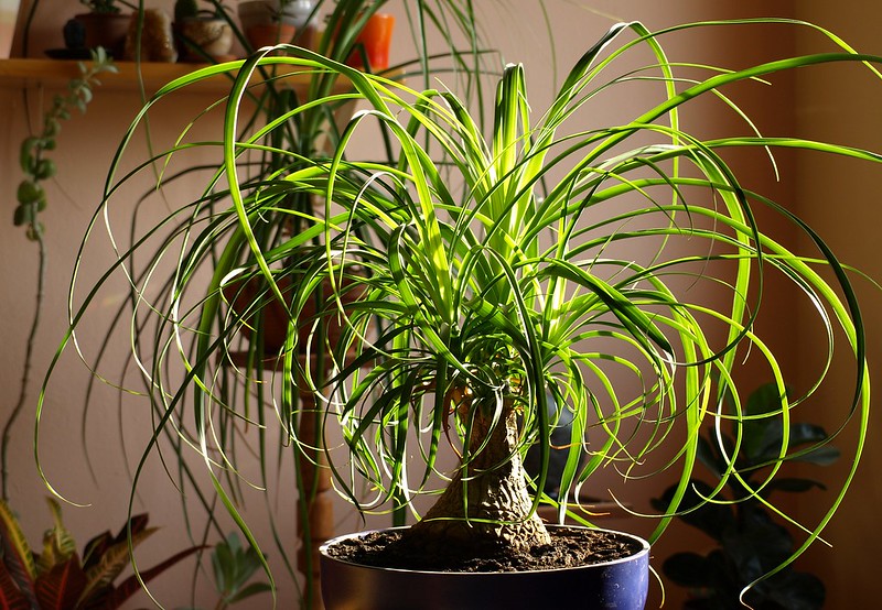 Ponytail Palm Turning Brown / Flickr / Robert