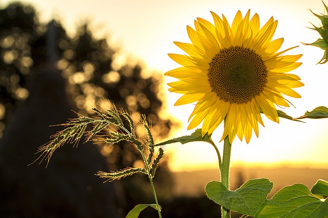 sunflower, flower, plant, usa garden zone