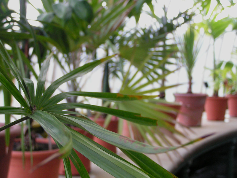 Potted Plants / Flickr / Neil