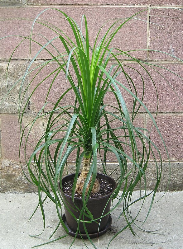Beaucarnea recurvata Outdoors / Flickr / Beaucarnea Recurvata
