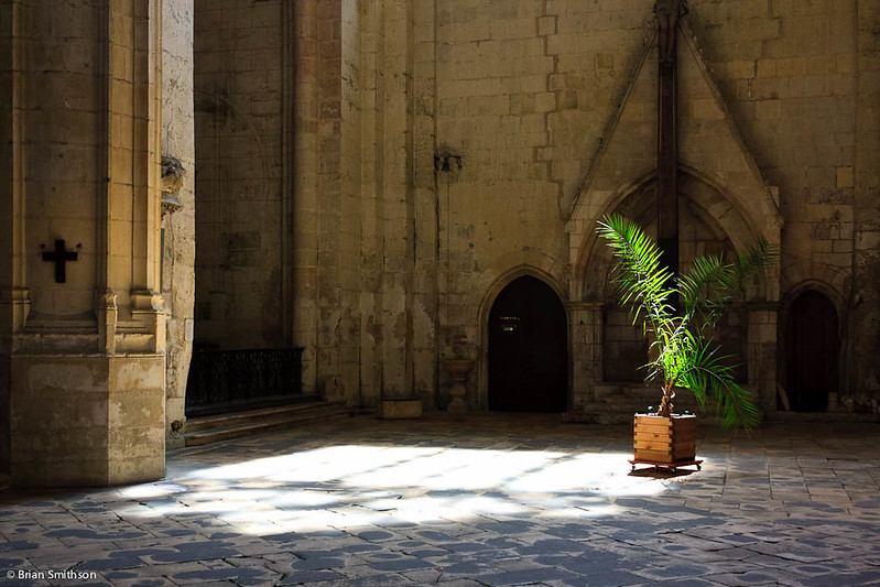 Fertilizer for Palms in Pots / Flickr / Brian Smithson