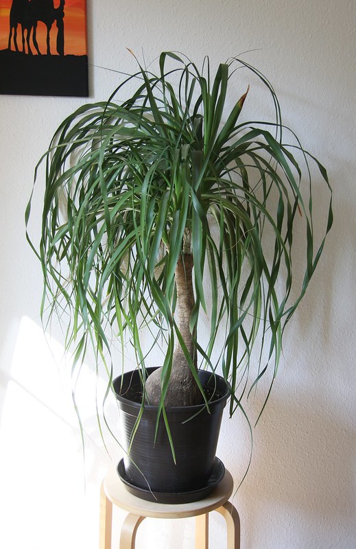 Ponytail Palm (Beaucarnea Recurvata ) Houseplant / Flickr / Maja Dumat