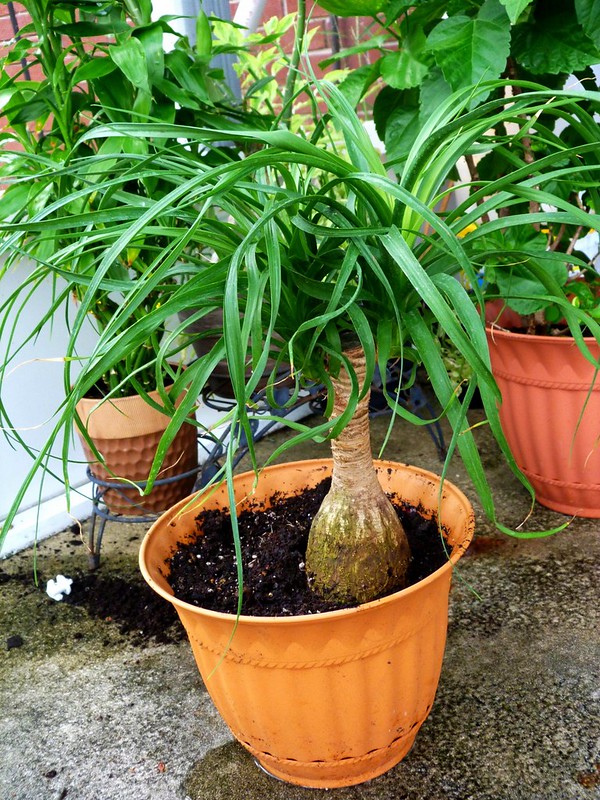 Ponytail Palm Brown Tips / Flickr / Rusty Clark ~ 100K Photos