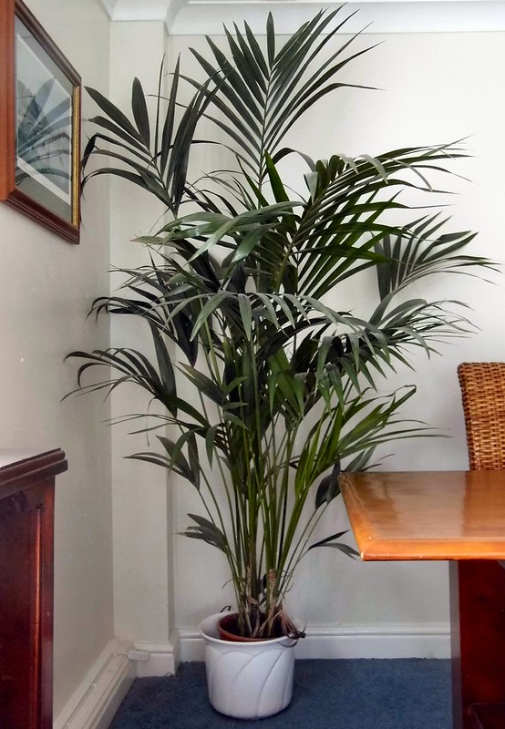 A Beautiful Palm in a Pot / Flickr / Siaron James
