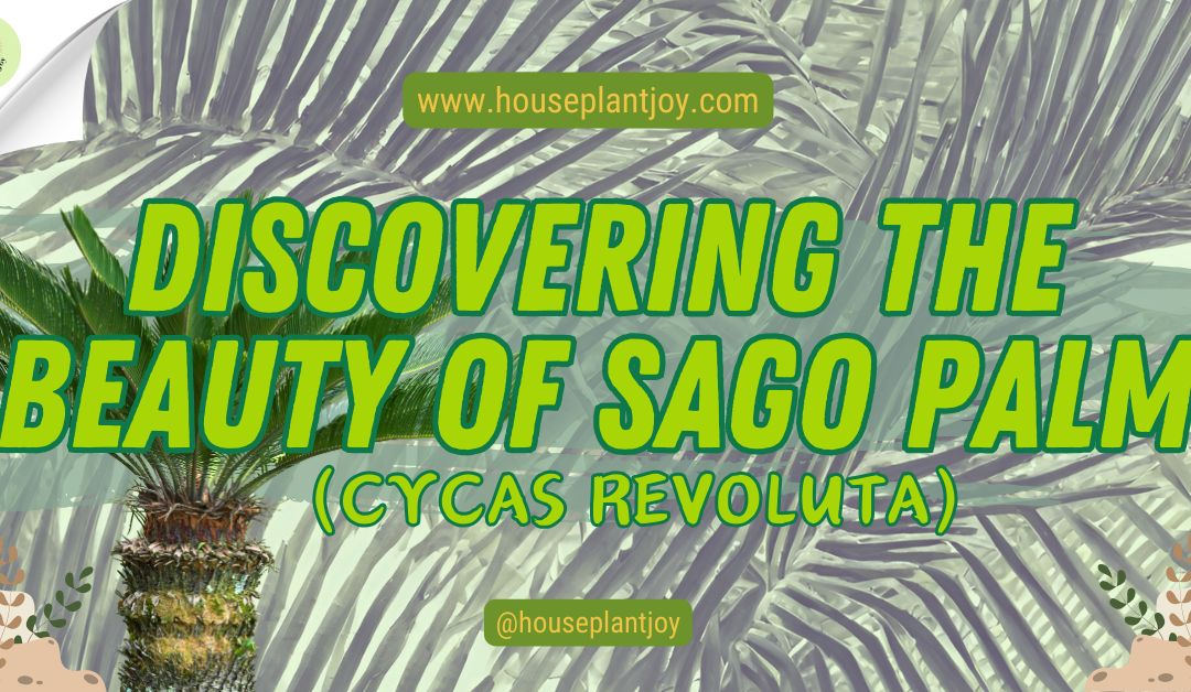 Discovering the Beauty of Sago Palm (Cycas Revoluta)