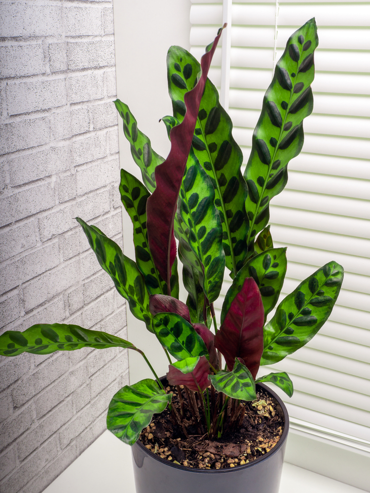 calathea, leaves, stripped line