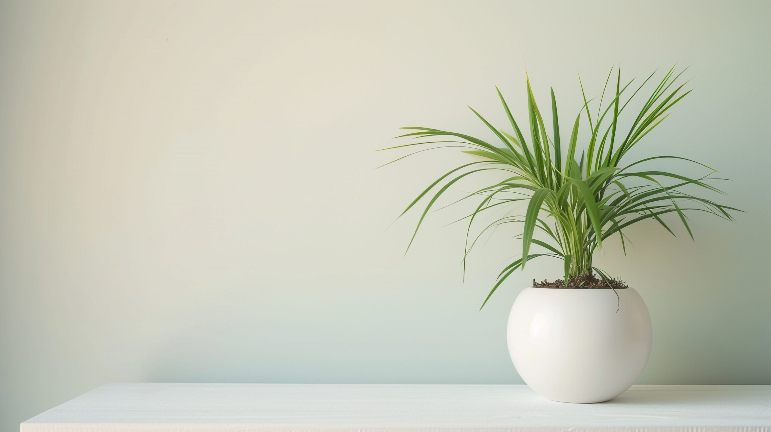 Indoor Plant in a White Pot