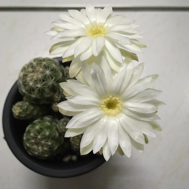 Discocactus Hortsii Flowers / Flickr / Mike Keeling