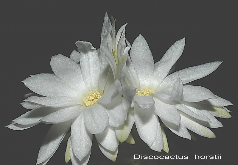 Discocactus Horstii Flowers / Flickr / Mike Keeling