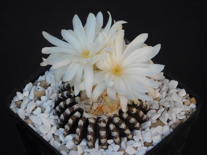 Discocactus horstii / Flickr / Resenter1