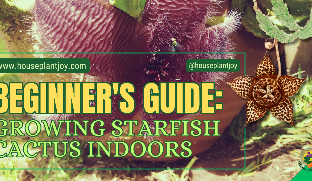 Beginner’s Guide: Growing Starfish Cactus Indoors