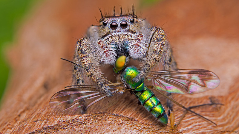 Jumping Spider in Action / Flickr / Jumping Spider in Action / Flickr / Tibor Nagy