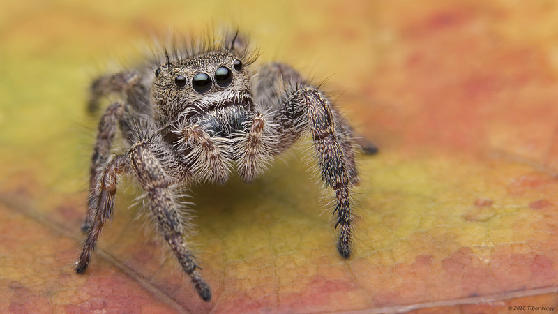 Jumping Spider / Flickr / Tibor Nagy