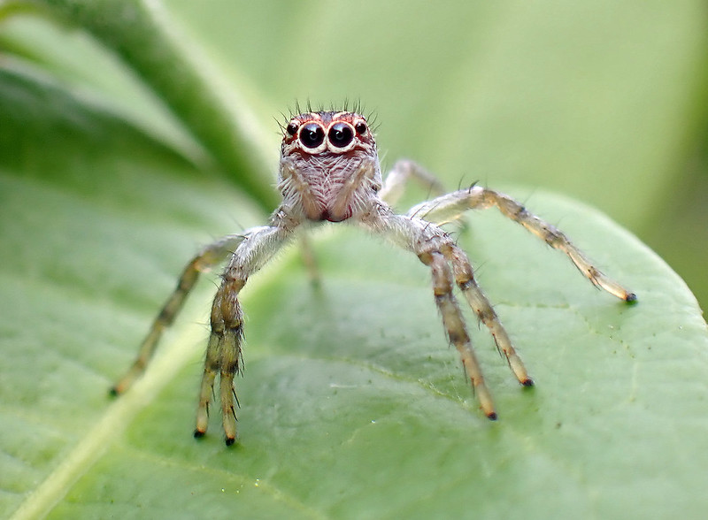 Do Spider Plants Attract Jumping Spiders / Flickr / Tibor Nagy