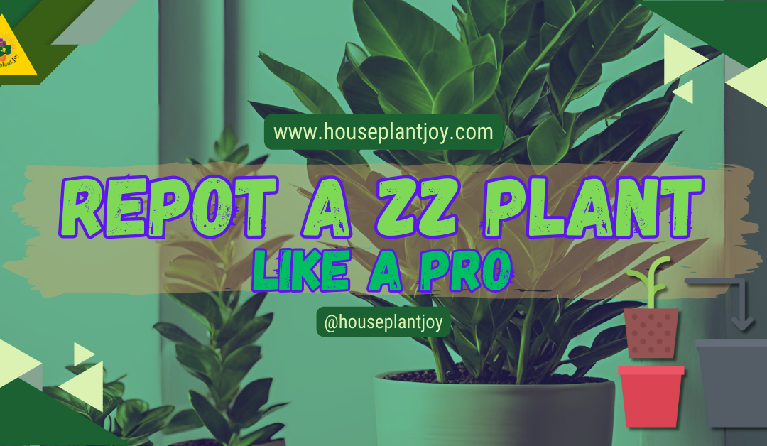 Repot a ZZ Plant Like a Pro