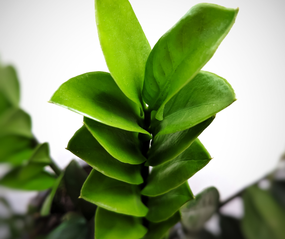 zz plant 