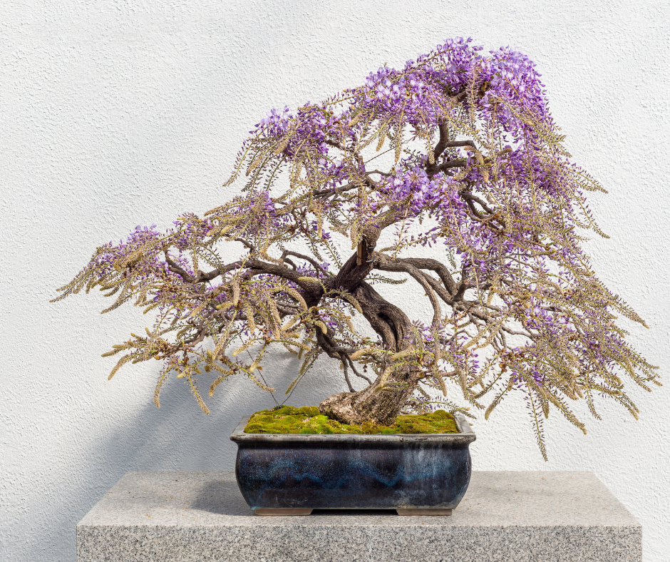 Wisteria Bonsai