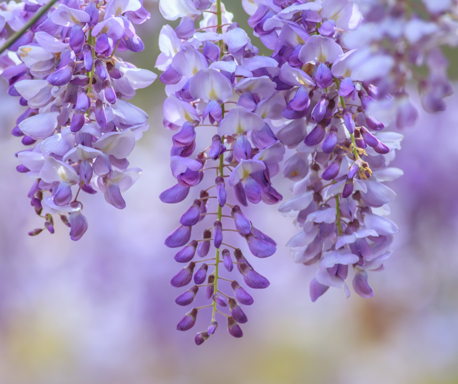 Taking a closer look at Wisteria blooms reveals a spectacle of nature's beauty captured in delicate clusters of cascading flowers.