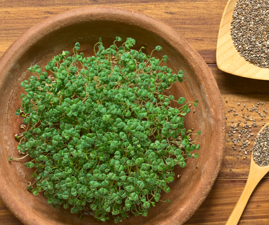 Chia Sprouts