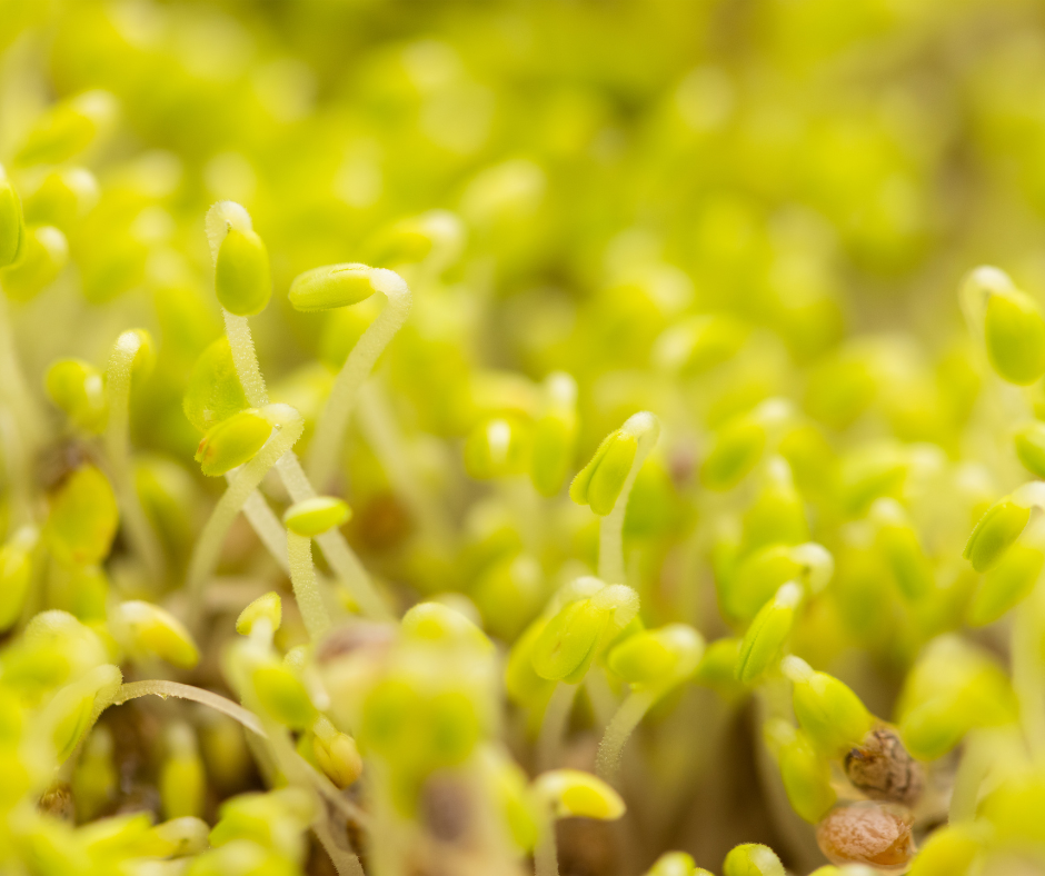 Chia Pet Sprouts