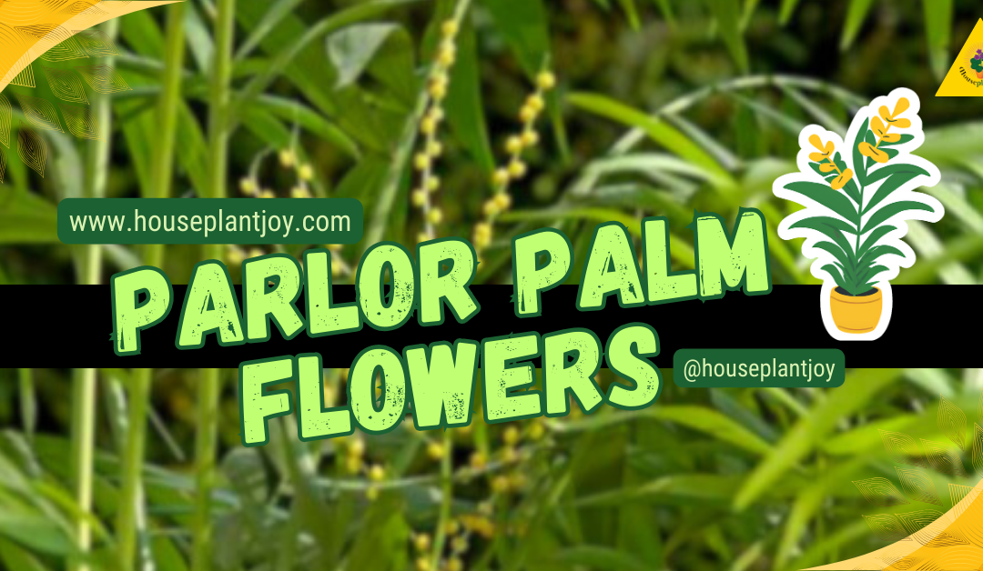 Parlor Palm Flowers