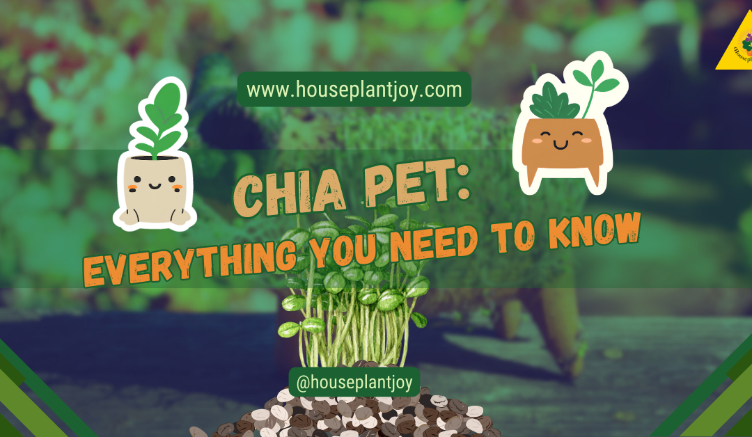 Chia Pet: Everything You Need to Know