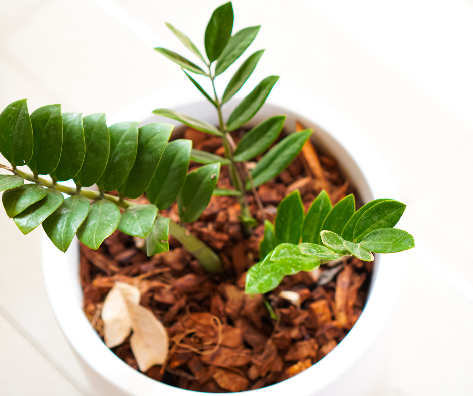 ZZ Plant 