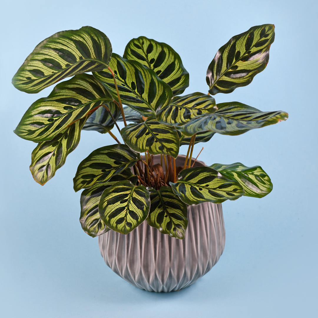 prayer plant 