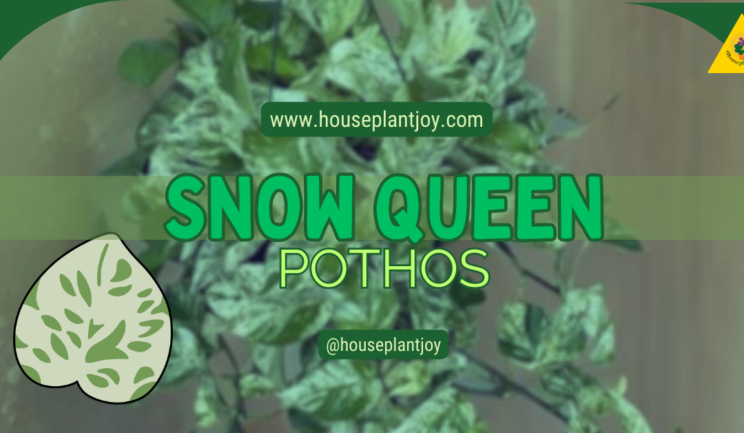 Snow Queen Pothos