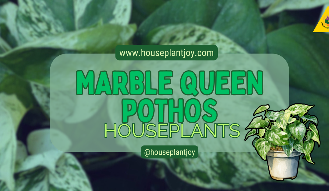 Marble Queen Pothos Houseplants