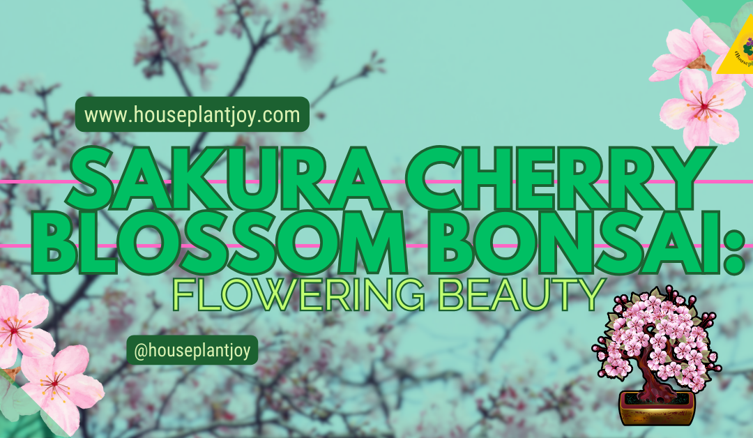 Sakura Cherry Blossom Bonsai: Flowering Beauty