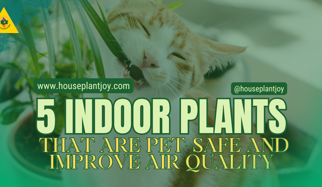 5 Indoor Plants That Are Pet-Safe And Improve Air Quality