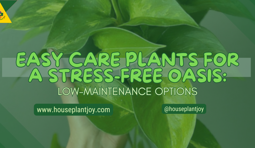 Easy Care Plants For A Stress-Free Oasis: Low-Maintenance Options