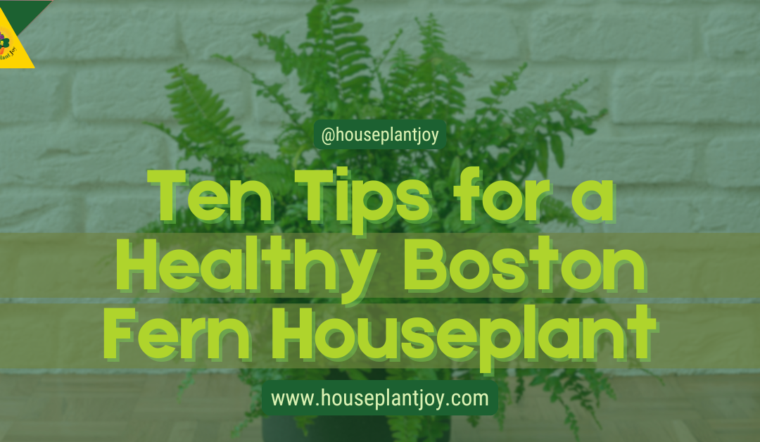 Ten Tips for a Healthy Boston Fern Houseplant
