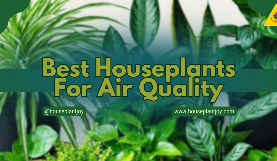 Best Houseplants For Air Quality