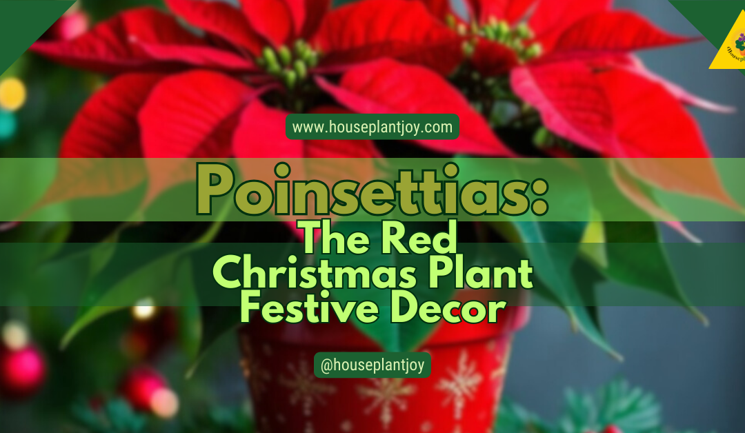 Poinsettias: The Red Christmas Plant Festive Decor