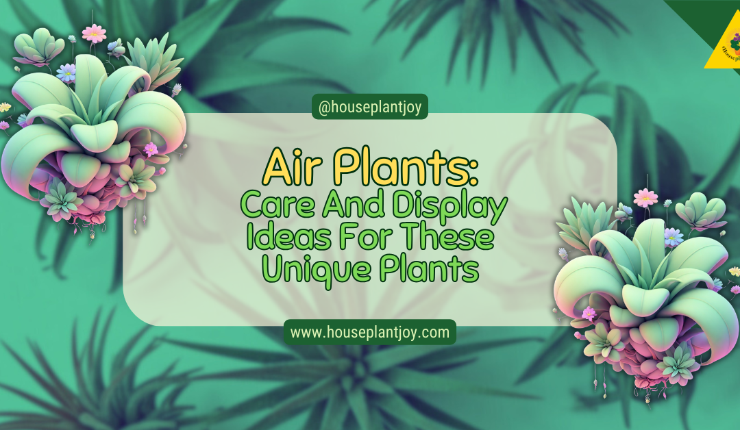 Air Plants: Care And Display Ideas For These Unique Plants