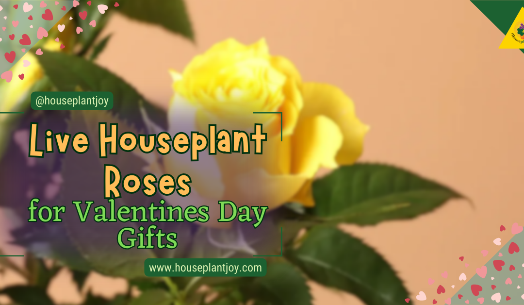 Live Houseplant Roses for Valentines Day Gifts